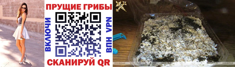 купить наркотики цена  Нальчик  KRAKEN ссылка  Псилоцибиновые грибы Cubensis 
